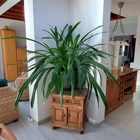 Hacha Grande 펜션 *